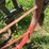 oliver-horse-drawn-cultivator-image-25