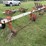 harriston-5200-image-4