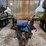 adams-dry-tender-trailer-(np6113,-unit-87826)-image-3