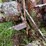 massey-harris-rear-end-image-24