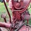 farmall-super-h-image-22