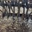 superior-7ft-grain-drill-image-42