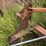 #113-•-log-deck-shaft-image-8