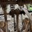 oliver-superior-8ft-grain-drill-image-48
