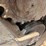 2019-takeuchi-tl6r-image-9
