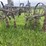 horse-drawn-cultivator-image-19