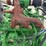 #50-•-#24919-•-john-deere-3029-3-cyl-power-unit-cd3029g138136-inv#:-24919-image-15