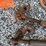 #1594-•-(2)-crank-binders-image-3
