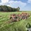 morris-/-melroe-6-bottom-plow-packer-drill-image-1