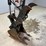 bobcat-e35i-image-9