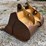 54"-toothed-excavator-bucket-image-7