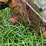 massey-harris-rear-end-image-11
