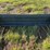 bobcat-manure-forks-image-1