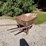 #1684-•-steel-wheelbarrow-image-3