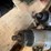 #8413-•-(3)-pneumatic-impact-wrenches-image-3