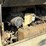 2005-ingersoll-rand-p185wir-image-6