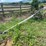 oliver-horse-drawn-cultivator-image-7