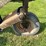#5552-•-melroe-(5)-bottom-plow-image-21
