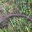 (2)-oliver-widefront-ends-image-10