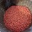 #3065-•-dairyland-conventional-seed-corn-image-4