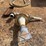 metpro-water-pump-image-1