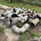 8"-irrigation-pipe-fittings-image-5