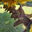 vmc-10ft-aerator/seed-o-vator-(pull-type)-image-7