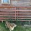 3x-10ft-and-2x-12ft-gates-image-2