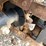 #182-•-star-skid-steer-mount-trencher-image-19
