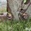 massey-ferguson-quick-hitch-image-12