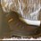 #2036-•-dewalt-size-11-steel-toe-work-boots-appears-unused-image-2