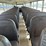 2004-blue-bird-school-bus-image-23