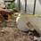 meridian-bulk-seed/feed-bin-image-15