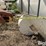meridian-bulk-seed/feed-bin-image-15