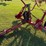 8-star-hay-rake-(pull-type,-hydraulic)-image-3