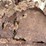 ford-545d-image-26
