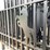 #2457-•-new-kj-7'-x-20'-metal-farm-driveway-gate-image-10