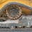 2024-deere-317g-image-5