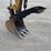 2016-caterpillar-303-image-8
