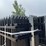 #2453-•-new-kj-8'-x-6'-powder-coated-steel-site-fence-image-8
