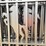 #2456-•-new-kj-7'-x-20'-metal-farm-driveway-gate-image-7