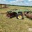 john-deere-1630-image-8