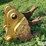 caterpillar-345b-image-12
