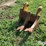 caterpillar-345b-image-9