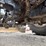massey-ferguson-263-image-21