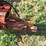 new-holland-717-image-16