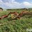 new-holland-258-image-6