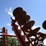 case-ih-3900-image-14