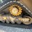 caterpillar-279d-image-5