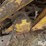 caterpillar-d4-image-19
